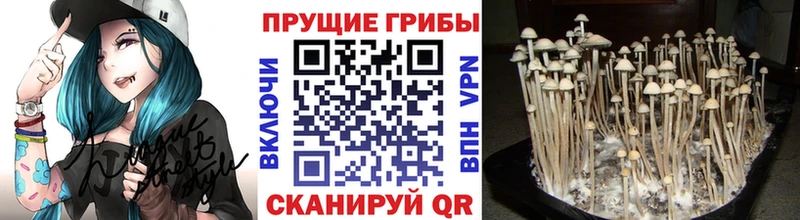 Галлюциногенные грибы Psilocybine cubensis  Купить  Макушино 